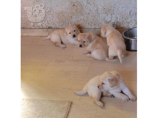 Labrador κουτάβια